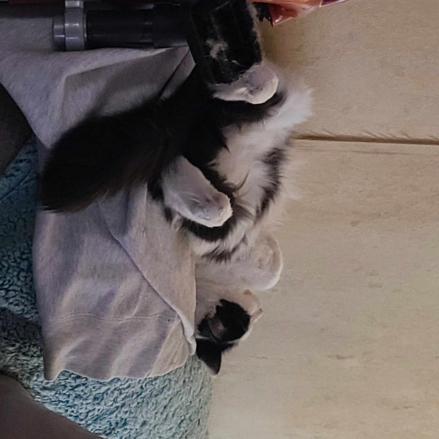 Cheeto
