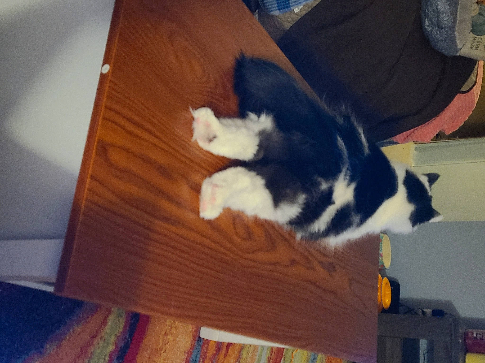 Cheeto is registered to the contest to win money with this photo: canidae, carnivore, cat, comfort, companion_dog, dog_breed, felidae, floor, flooring, fur, hardwood, laminate_flooring, plywood, small_to_medium_sized_cats, sporting_group, tail, varnish, whiskers, wood, wood_stain