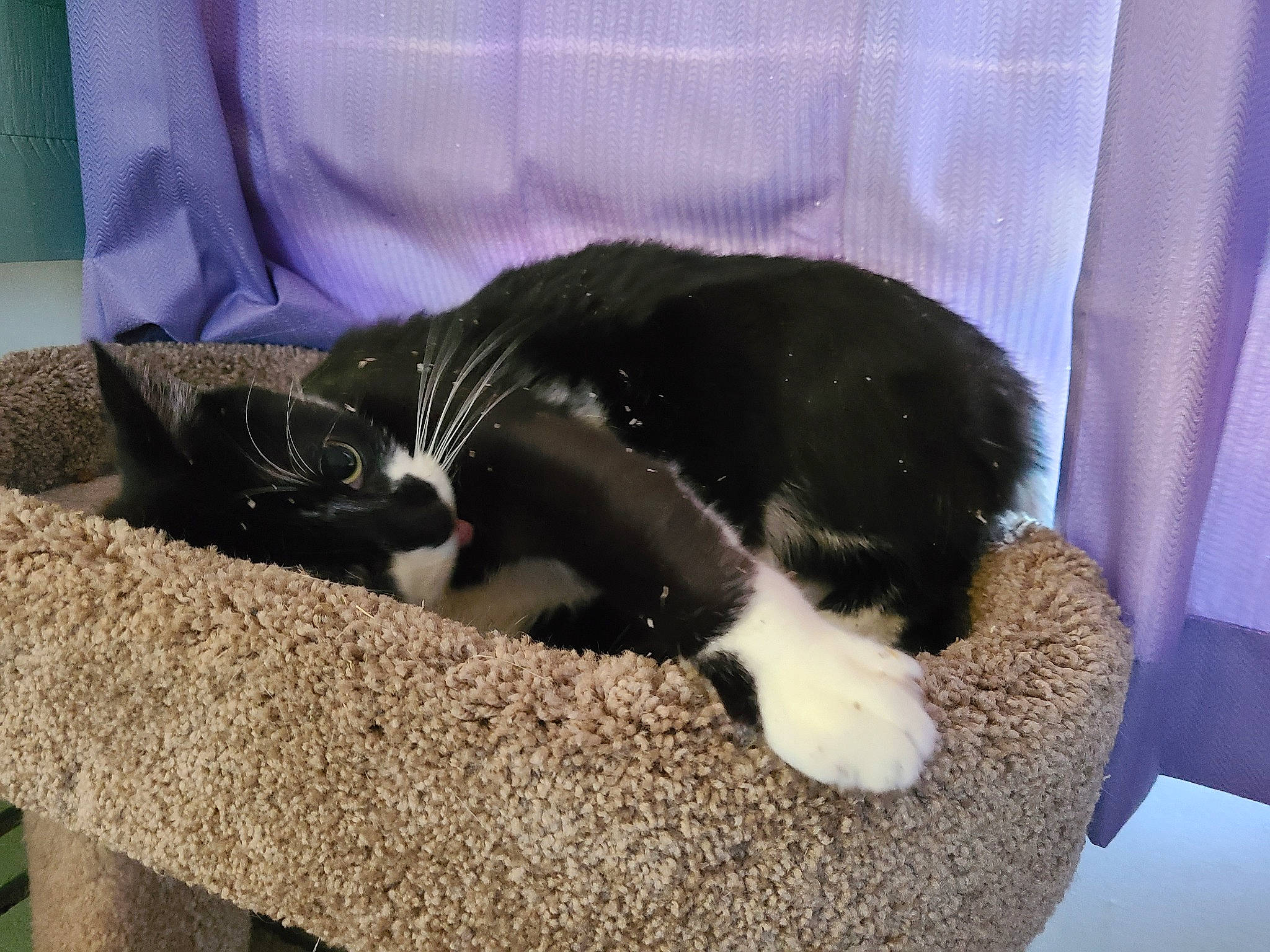 Skamper Butt joined the competition — help win amazing prizes! canidae, carnivore, cat, cat_bed, cat_furniture, cat_supply, claw, comfort, dog_breed, domestic_short_haired_cat, felidae, fur, nap, pet_supply, small_to_medium_sized_cats, snout, sporting_group, tail, terrestrial_animal, whiskers