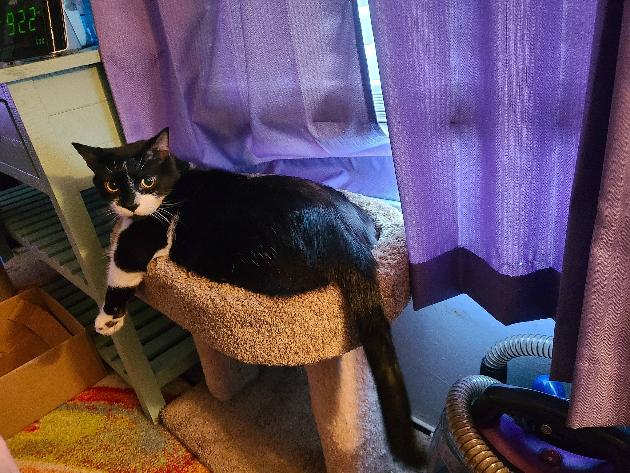 Monster Soybean joined the competition — help win amazing prizes! bag, black_cat, blue, carnivore, cat, comfort, electric_blue, felidae, fur, interior_design, linens, plant, purple, room, sitting, small_to_medium_sized_cats, tail, textile, tints_and_shades, whiskers