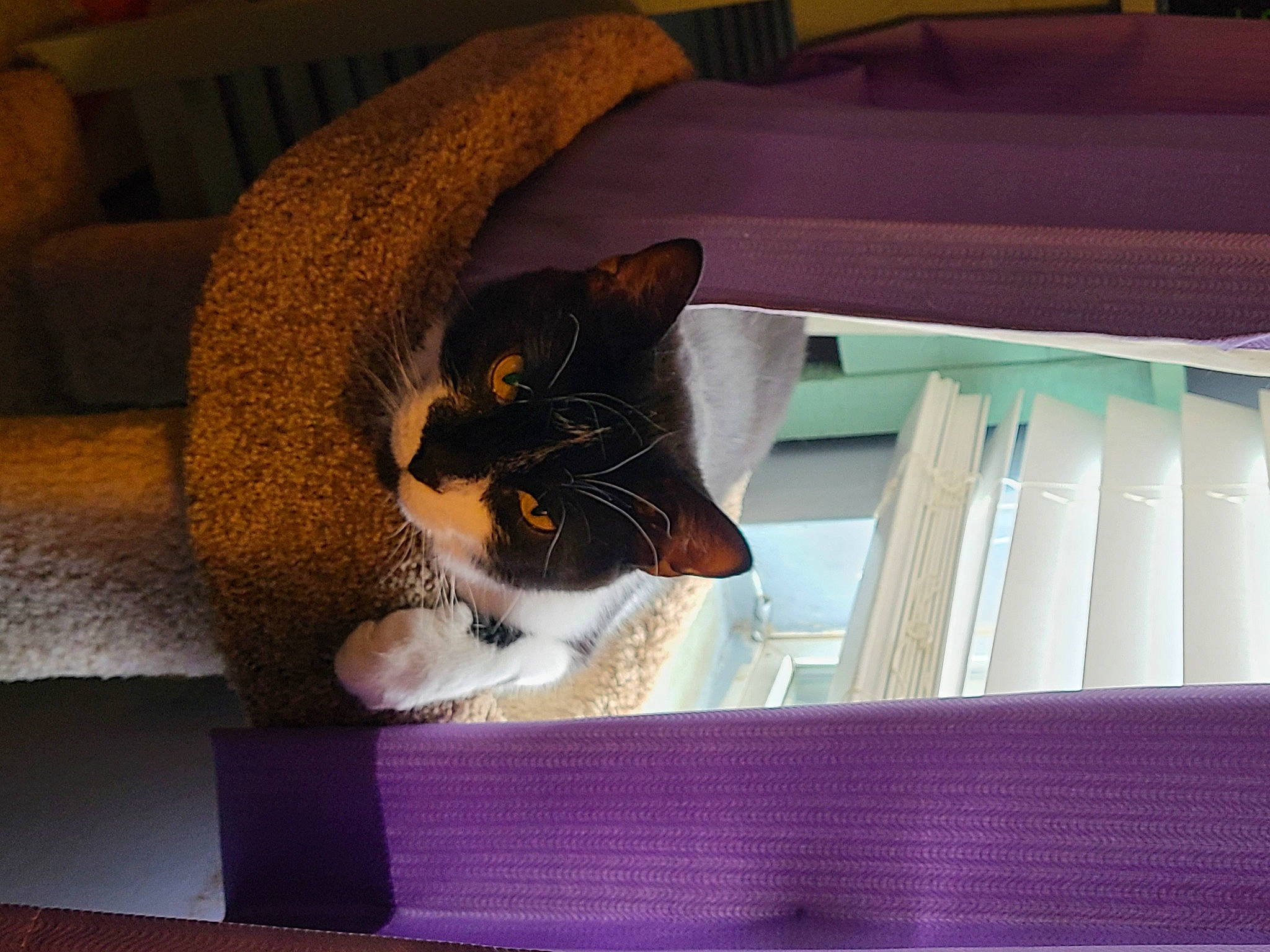 Monster Soybean joined the competition — help win amazing prizes! carnivore, cat, cat_supply, comfort, couch, domestic_short_haired_cat, felidae, flooring, fur, hardwood, interior_design, linens, pet_supply, rectangle, small_to_medium_sized_cats, snout, tail, textile, whiskers, wood