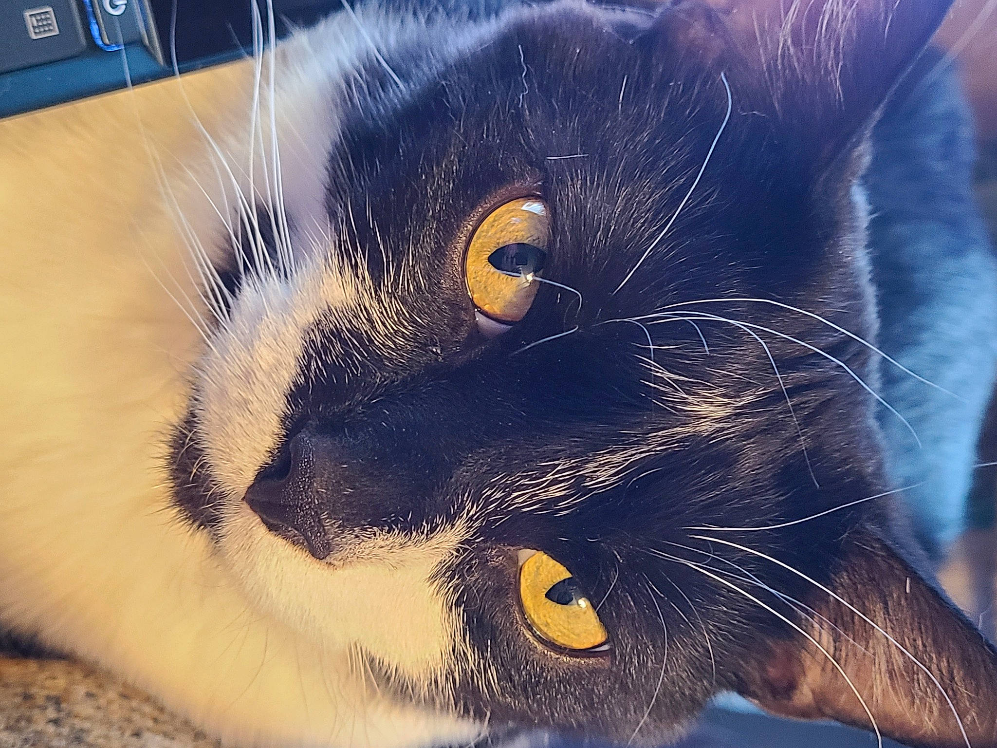 Monster Soybean joined the competition — help win amazing prizes! carnivore, cat, claw, comfort, domestic_short_haired_cat, ear, electric_blue, eye, felidae, fur, head, iris, nose, paw, sky, small_to_medium_sized_cats, snout, tail, terrestrial_animal, whiskers