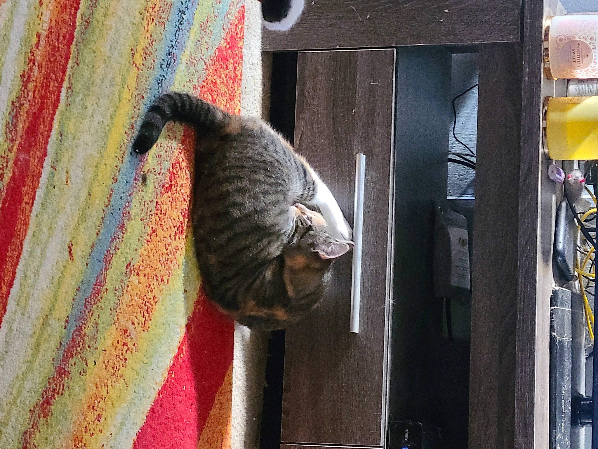 Kitten joined the competition — help win amazing prizes! art, building, cat, domestic_short_haired_cat, door, door_handle, facade, felidae, fur, metal, pattern, room, rope, small_to_medium_sized_cats, tail, textile, tints_and_shades, visual_arts, window, wood