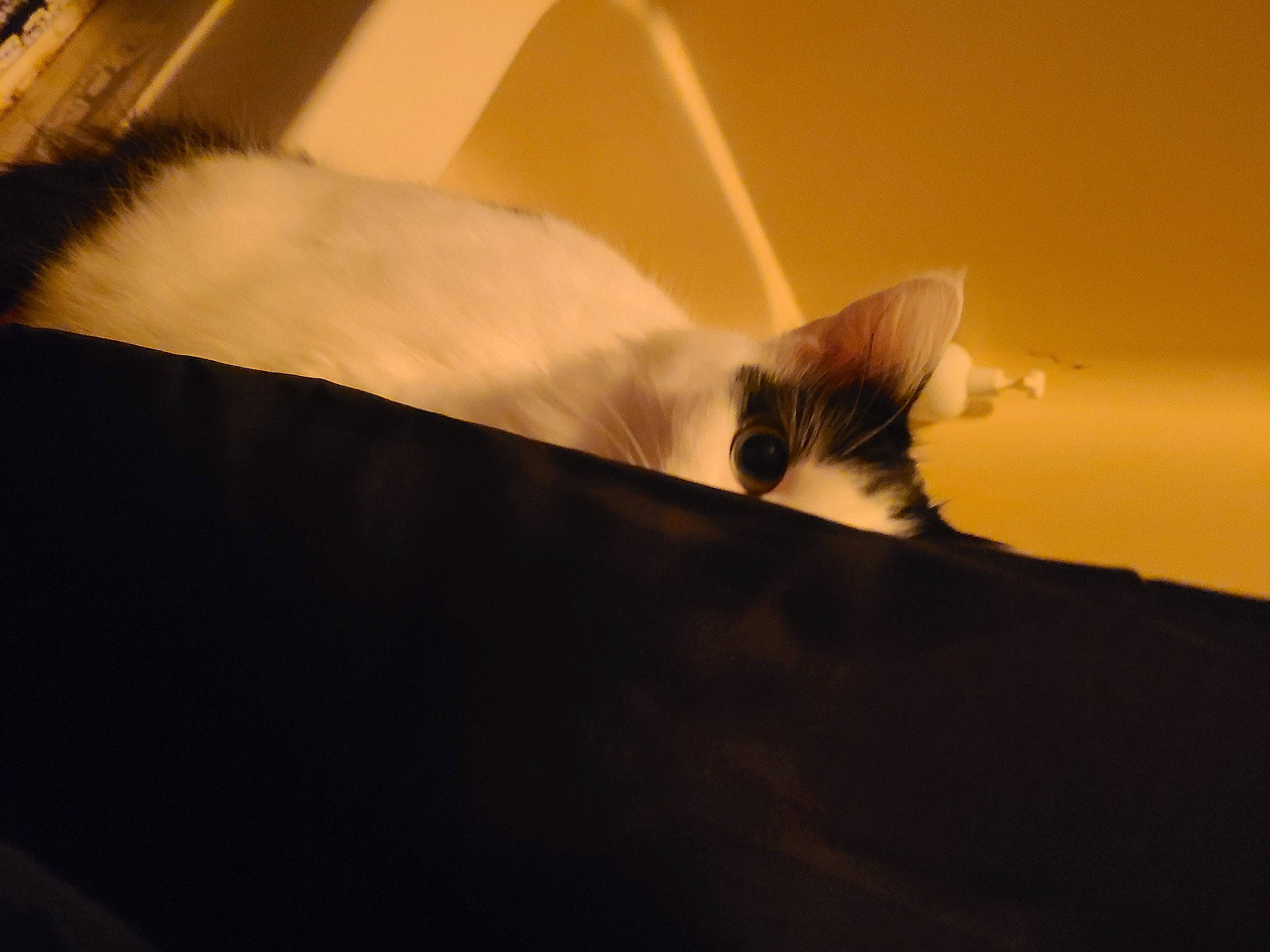 Smudgie is registered to the contest to win money with this photo: carnivore, cat, comfort, darkness, feather, felidae, fur, landscape, macro_photography, paw, shadow, small_to_medium_sized_cats, snout, tail, tints_and_shades, whiskers, wing, wood