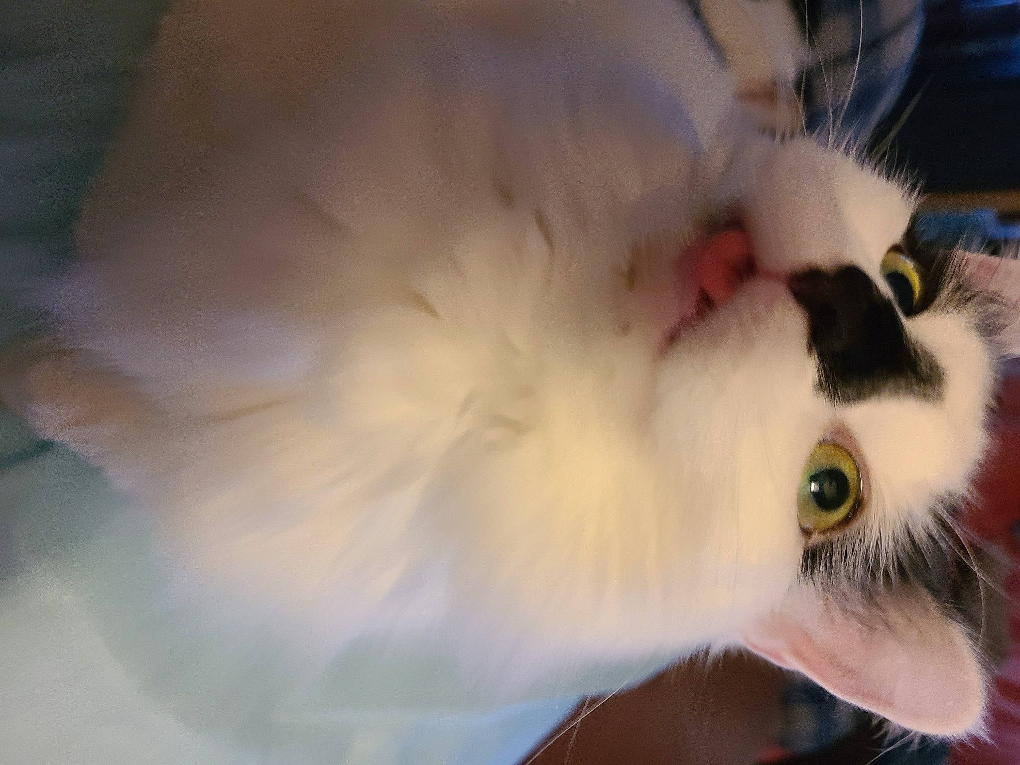 Smudgie is registered to the contest to win money with this photo: beak, canidae, carnivore, cat, dog_breed, eyelash, feather, felidae, fur, neck, small_to_medium_sized_cats, snout, tail, terrestrial_animal, toy, whiskers, wildlife