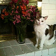 Ringo is registered to the contest to win money with this photo: cat, white_cat, tabby_cat, flowers, bouquet, vase, fireplace, brick_hearth, indoor, pet, curious, sitting, floral_arrangement, green_leaves, home_decor, cozy, domestic, animal, plant, colorful