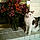 Ringo
