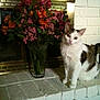 cat, white_cat, tabby_cat, flowers, bouquet, vase, fireplace, brick_hearth, indoor, pet, curious, sitting, floral_arrangement, green_leaves, home_decor, cozy, domestic, animal, plant, colorful