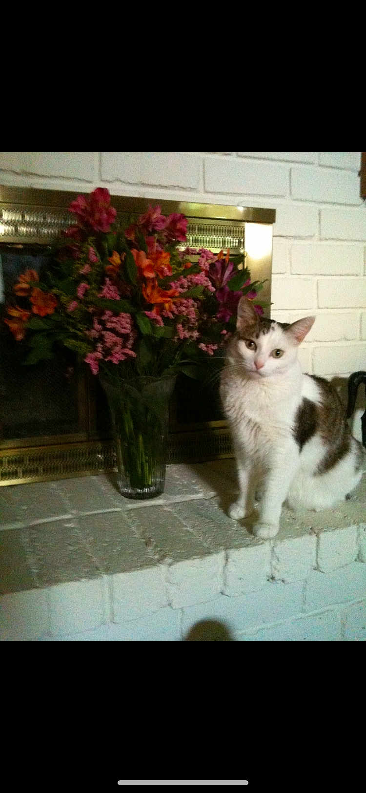 Ringo is registered to the contest to win money with this photo: cat, white_cat, tabby_cat, flowers, bouquet, vase, fireplace, brick_hearth, indoor, pet, curious, sitting, floral_arrangement, green_leaves, home_decor, cozy, domestic, animal, plant, colorful