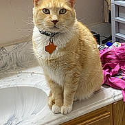 Little Morris joined the competition — help win amazing prizes! cat, ginger_cat, white_cat, pet, collar, tag, bathroom, countertop, marble, sink, clothing, pile, indoor, feline, fur, whiskers, ears, sitting, domestic_animal, curious