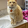 cat, ginger_cat, white_cat, pet, collar, tag, bathroom, countertop, marble, sink, clothing, pile, indoor, feline, fur, whiskers, ears, sitting, domestic_animal, curious
