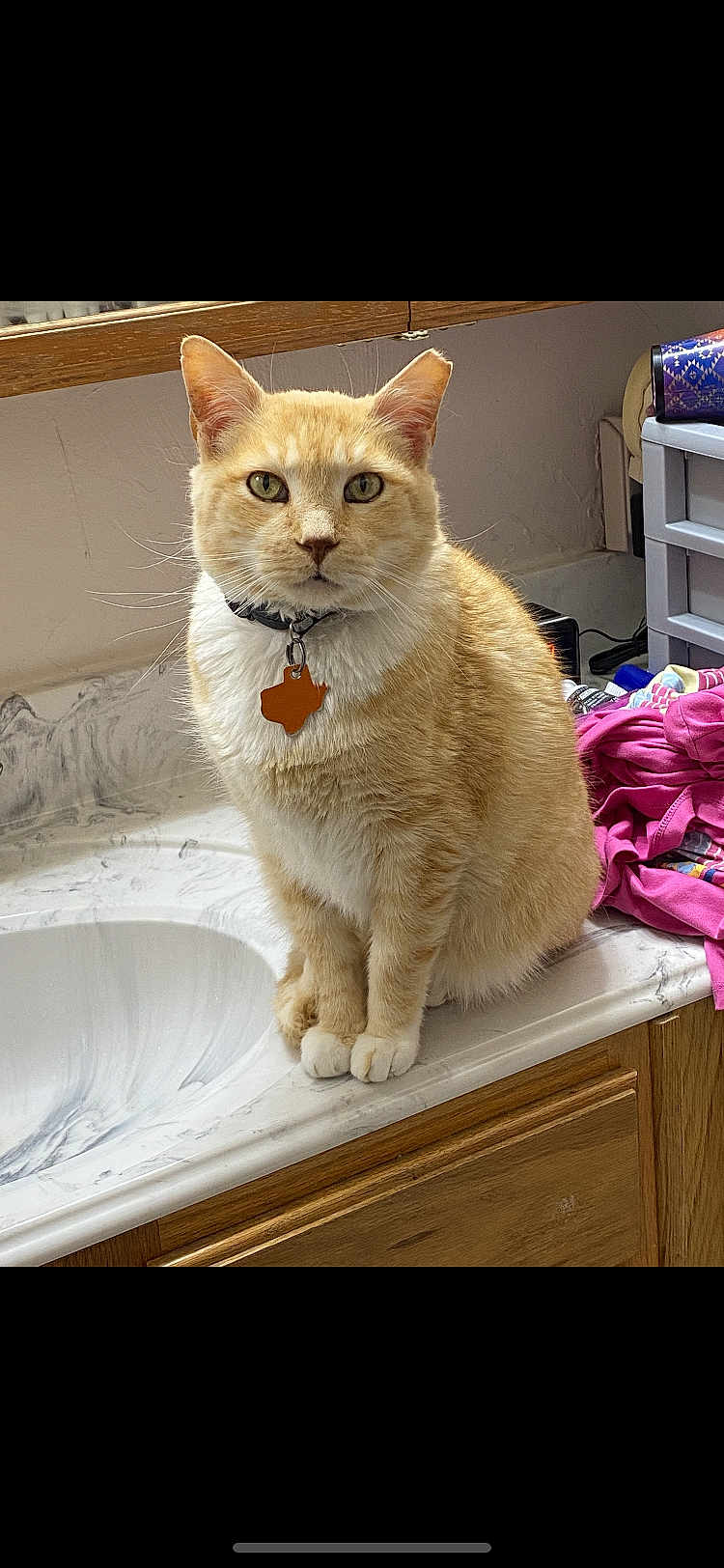 Little Morris joined the competition — help win amazing prizes! cat, ginger_cat, white_cat, pet, collar, tag, bathroom, countertop, marble, sink, clothing, pile, indoor, feline, fur, whiskers, ears, sitting, domestic_animal, curious
