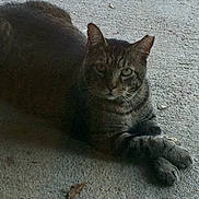 Tom is registered to the contest to win money with this photo: cat, tabby, animal, pet, feline, relaxed, paws, crossed_legs, concrete, outdoor, gray, striped, looking, sitting, mammal, whiskers, ears, eyes, resting, nature
