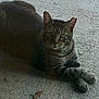 cat, tabby, animal, pet, feline, relaxed, paws, crossed_legs, concrete, outdoor, gray, striped, looking, sitting, mammal, whiskers, ears, eyes, resting, nature