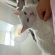 Moumoune a rejoint le concours — aidez-le/la à gagner de superbes lots ! animal, bed, blanket, cat, closeup, comfort, cozy, fan, fluffy, fur, hand, home, human, indoor, light, pet, relaxing, resting, white_cat, window