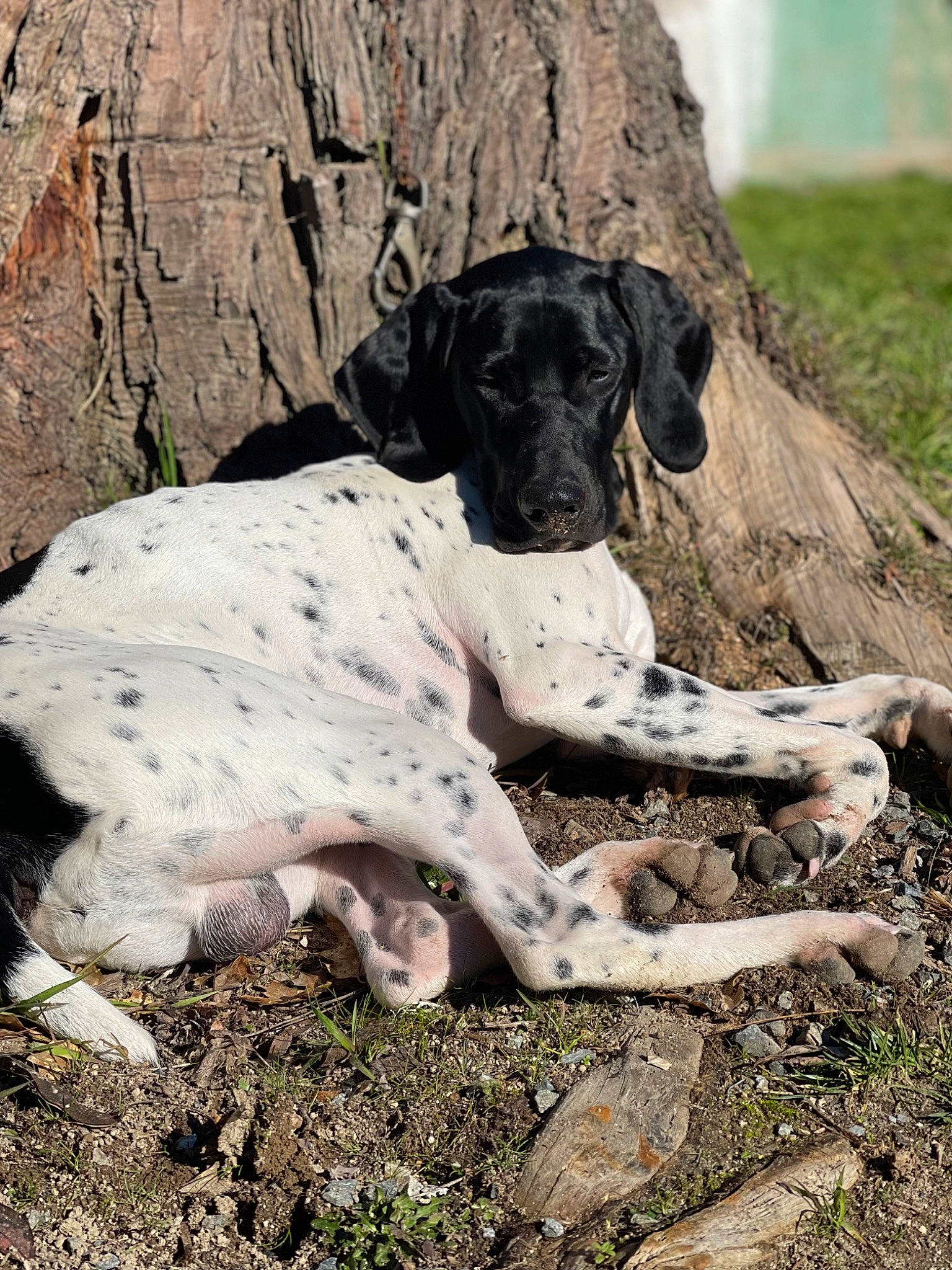 Walter joined the competition — help win amazing prizes! canidae, carnivore, companion_dog, dog, dog_breed, fawn, grass, hunting_dog, non_sporting_group, plant, rock, snout, soil, sporting_group, street_dog, terrestrial_animal, trunk, wood, working_animal, working_dog