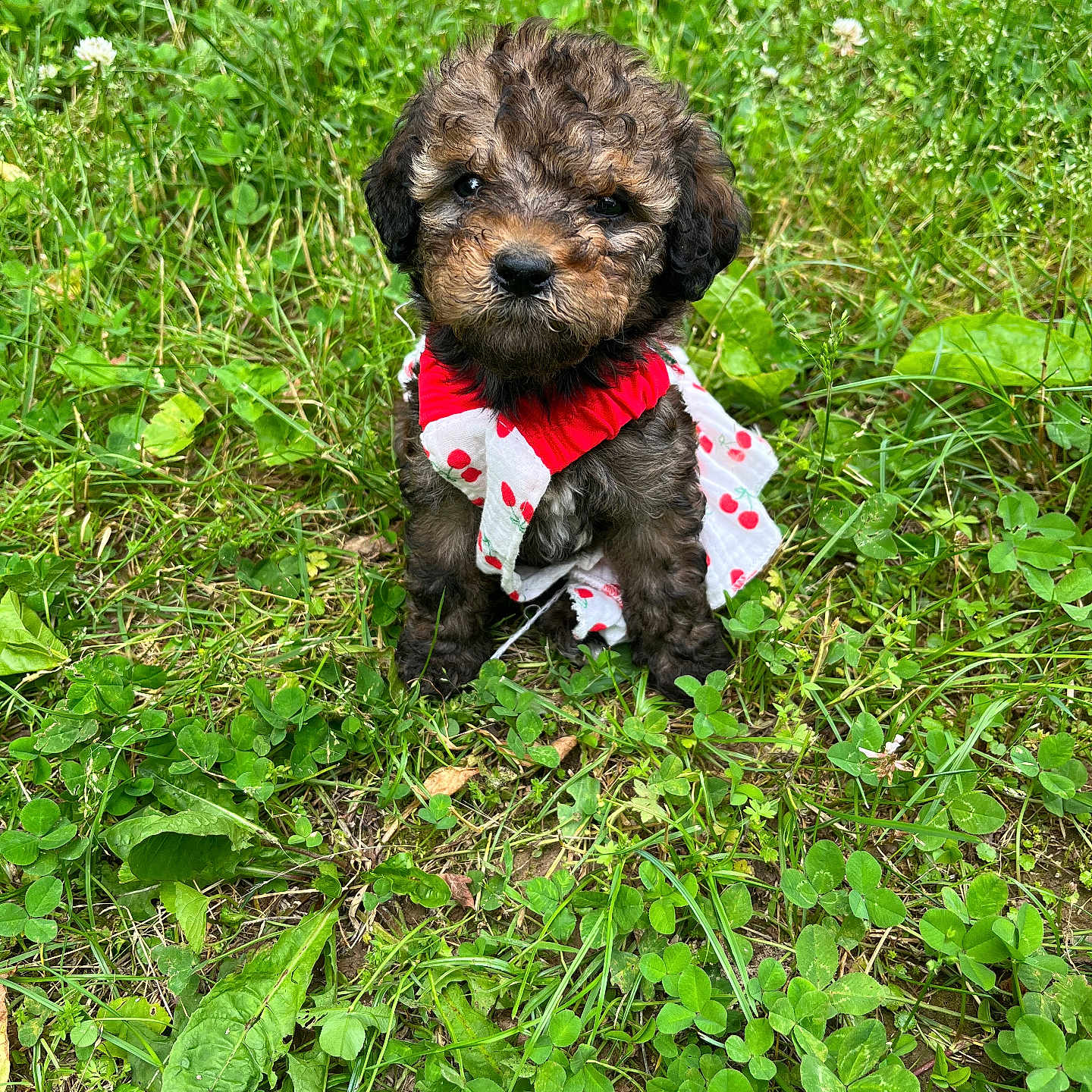 Luna is registered to the contest to win money with this photo: adorable, animal, clover, curly_fur, cute, dog, dress, fluffy, garden, grass, greenery, nature, outdoor, pet, playful, puppy, sitting, small, summer, young
