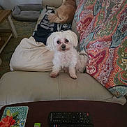 Bella is registered to the contest to win money with this photo: dog, small_dog, white_dog, golden_dog, couch, sofa, pillow, blanket, patterned_throw, remote_control, coffee_table, lighter, bottle, pet_bed, living_room, indoor, curtains, sleeping, curious, fur