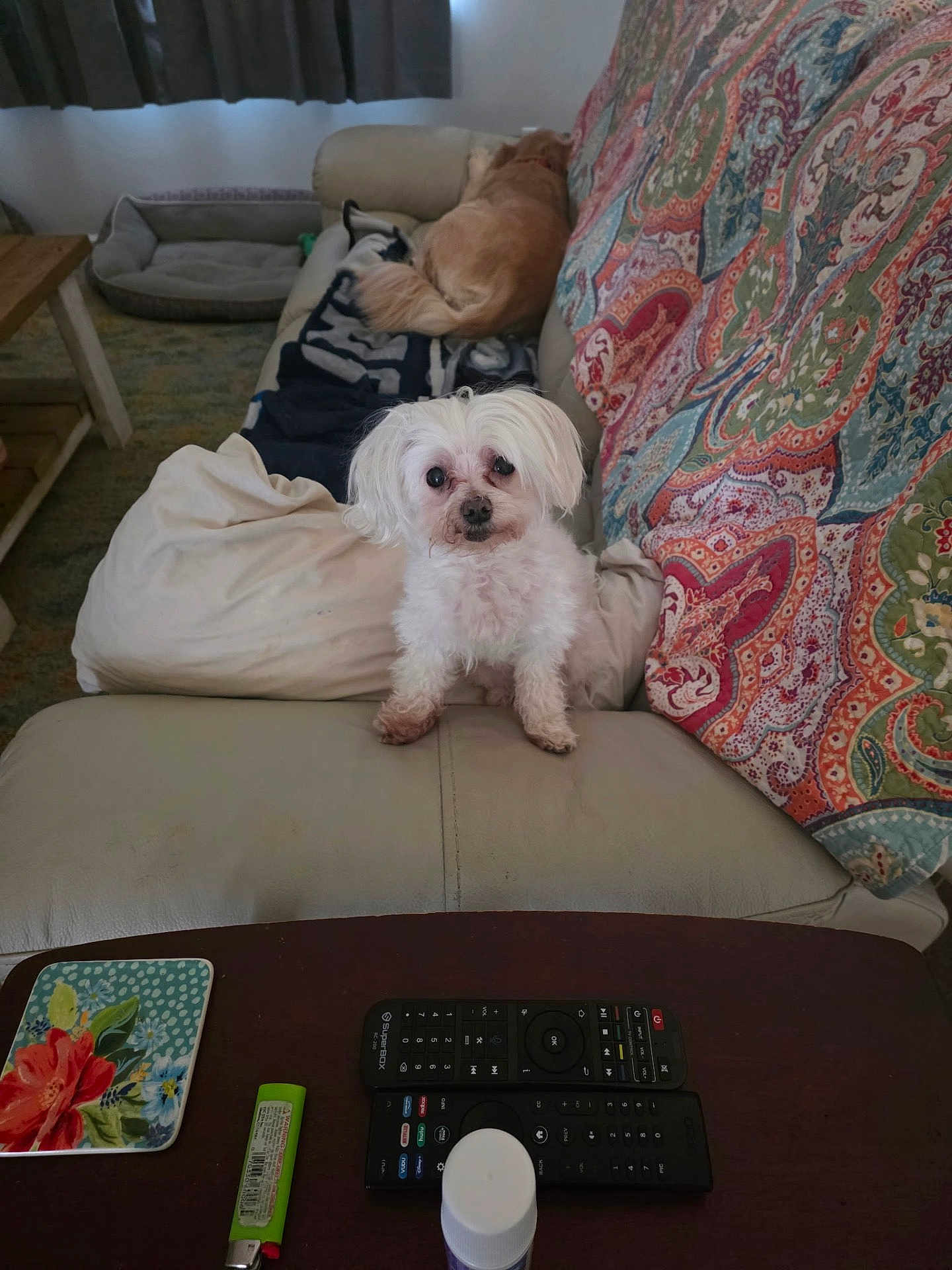 Bella is registered to the contest to win money with this photo: dog, small_dog, white_dog, golden_dog, couch, sofa, pillow, blanket, patterned_throw, remote_control, coffee_table, lighter, bottle, pet_bed, living_room, indoor, curtains, sleeping, curious, fur