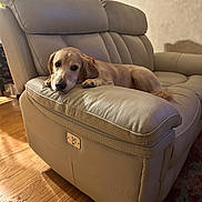 Marly joined the competition — help win amazing prizes! dog, golden_retriever, sofa, leather, living_room, wooden_floor, pet, relaxing, indoor, furniture, canine, mammal, domestic_animal, resting, calm, cute, companion, house, comfort, animal