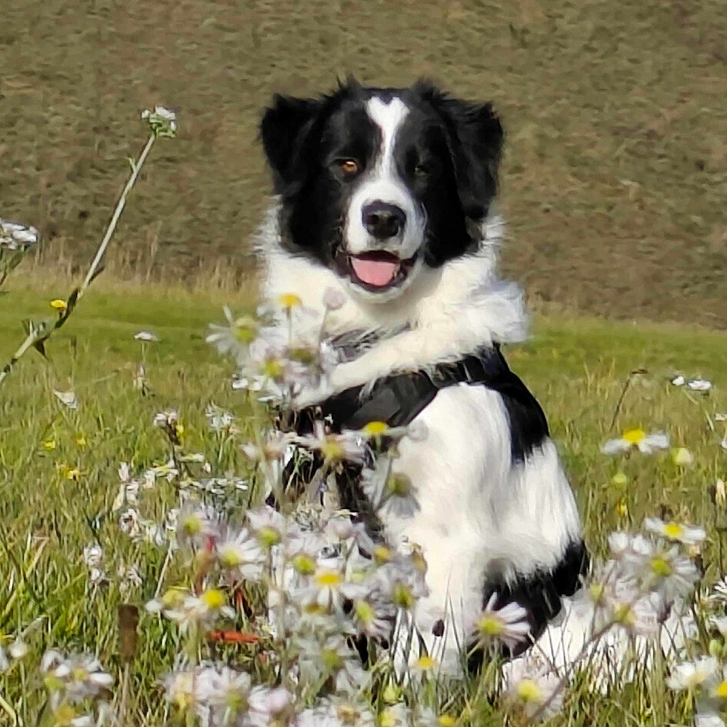 Loveur a rejoint le concours — aidez-le/la à gagner de superbes lots ! animal, black_and_white, canine, daisies, daylight, dog, ears, field, fur, grass, happy, nature, outdoor, pet, scenic, sitting, smiling, spring, tongue_out, wildflowers