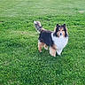 dog, shetland_sheepdog, grass, greenery, outdoor, pet, animal, canine, fur, fluffy, standing, nature, field, cute, portrait, mammal, looking, eyes, tail, daylight