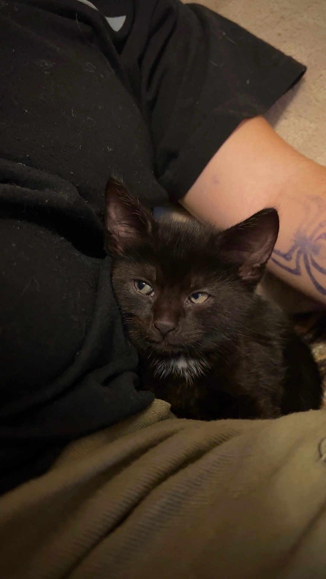 Solar is registered to the contest to win money with this photo: black_kitten, cat, pet, animal, feline, kitten, person, tattoo, arm, clothing, black_shirt, beige_pants, indoor, cozy, resting, cute, young_animal, fur, close_up, comfort