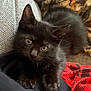 Solar joined the competition — help win amazing prizes! kitten, black_cat, pet, cute, feline, animal, indoor, cozy, blanket, couch, soft, fur, whiskers, ears, eyes, resting, young, domestic_cat, closeup, curious