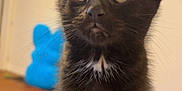 Solar is registered to the contest to win money with this photo: kitten, cat, black_cat, blue_eyes, indoor, pet, feline, cute, whiskers, young_animal, animal, small, fur, sitting, curious, closeup, domestic_cat, soft_surface, background_blur, cozy