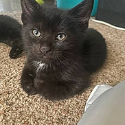 Solar joined the competition — help win amazing prizes! kitten, black_cat, carpet, indoor, pet, animal, fur, whiskers, eyes, cute, young, domestic, resting, closeup, floor, feline, household, curious, small, cozy