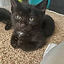 kitten, black_cat, carpet, indoor, pet, animal, fur, whiskers, eyes, cute, young, domestic, resting, closeup, floor, feline, household, curious, small, cozy