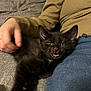 Solar is registered to the contest to win money with this photo: black_kitten, cat, pet, couch, person, hand, jeans, sweater, brown_sweater, gray_couch, indoor, resting, cute, animal, feline, young_cat, fur, cozy, relaxed, comfort