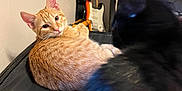 Dexter is registered to the contest to win money with this photo: cat, orange_tabby, black_cat, indoor, furniture, guitar, television, pet, animal, curious, relaxed, fur, whiskers, looking_back, close_up, domestic, household, black_surface, wall, electronics