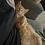 Dexter joined the competition — help win amazing prizes! cat, kitten, orange_tabby, sleeping, relaxation, couch, person, lap, furry, cozy, indoor, pet, cute, resting, animal, fur, comfort, domestic_cat, closeup, cute_pet