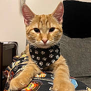 Dexter is registered to the contest to win money with this photo: cat, kitten, orange_tabby, bandana, paws, stretching, patterned_fabric, indoor, close_up, pet, whiskers, ears, fur, curious, young, animal, cute, looking_at_camera, domestic_cat, feline