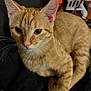 Dexter is registered to the contest to win money with this photo: cat, orange_tabby, pet, feline, whiskers, ears, fur, animal, domestic, cute, relaxed, indoor, closeup, sitting, curious, eyes, paw, black_background, household, cozy