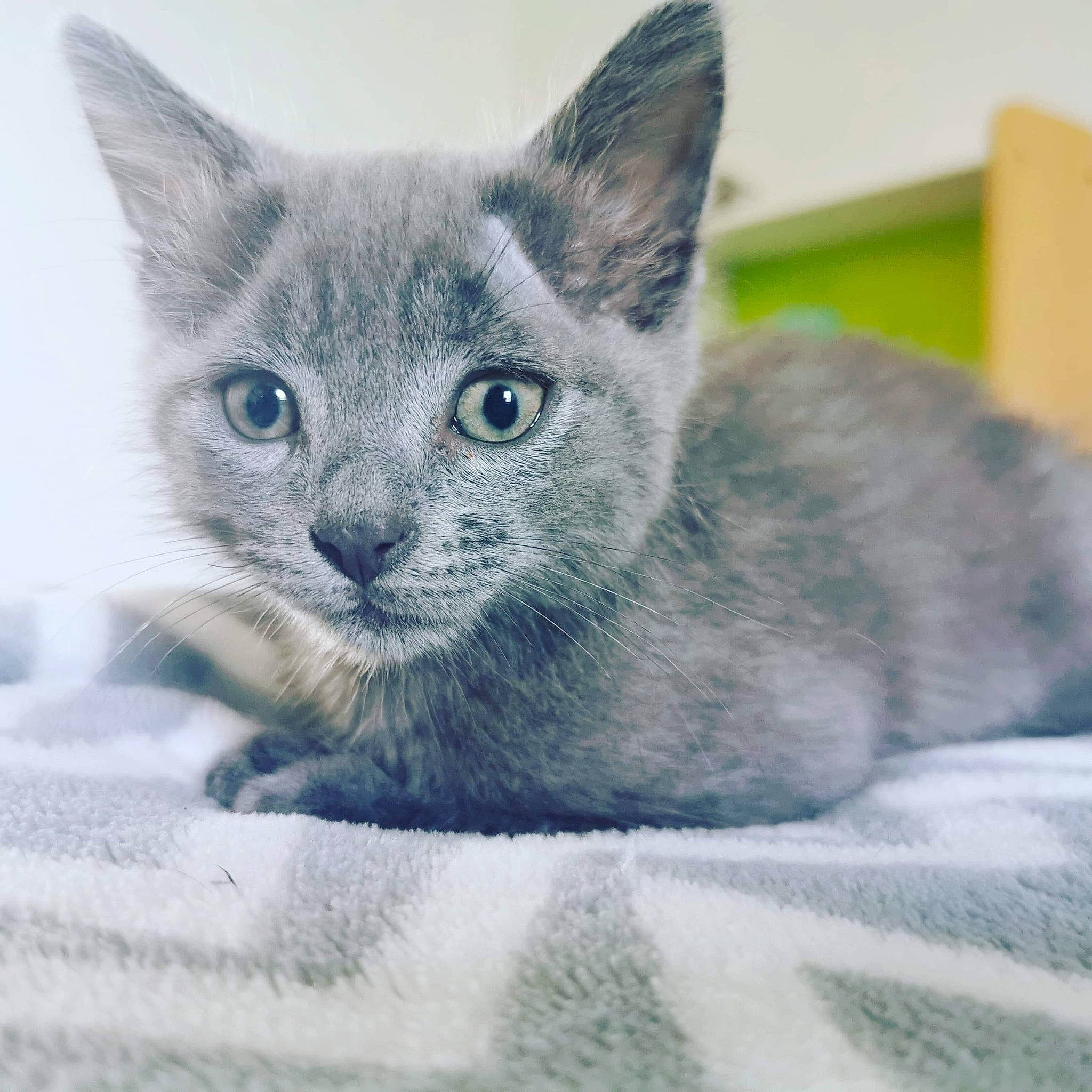 Razmo participe au concours pour gagner de l'argent avec cette photo : asian, australian_mist, british_shorthair, burmese, carnivore, cat, chartreux, domestic_short_haired_cat, eye, felidae, kitten, korat, mammal, nebelung, ojos_azules, russian_blue, small_to_medium_sized_cats, snout, vertebrate, whiskers