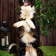 Lagun a rejoint le concours — aidez-le/la à gagner de superbes lots ! black_and_white, crossed_paws, dog, fern, fluffy, greenery, happy, indoor, lantern, long_fur, moss, open_mouth, plants, portrait, sitting, studio_photography, tongue_out, upright_pose, white_chest, wooden_background