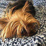 Lexi joined the competition — help win amazing prizes! dog, small_dog, long_hair, resting, blanket, cozy, fur, pet, animal, sleeping, indoor, close_up, texture, brown, black, soft, cute, relaxed, companion, furry