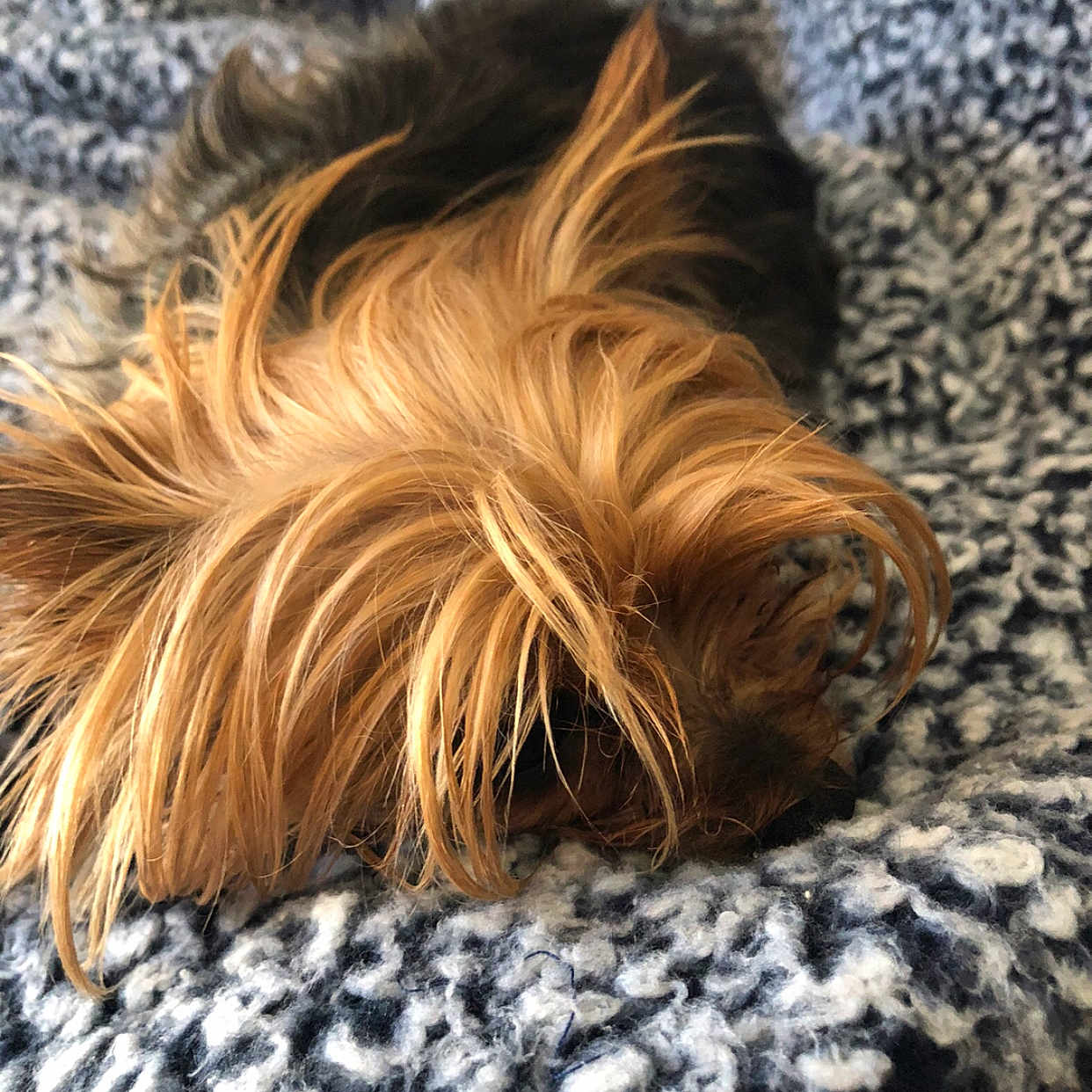 Lexi joined the competition — help win amazing prizes! animal, black, blanket, brown, close_up, companion, cozy, cute, dog, fur, furry, indoor, long_hair, pet, relaxed, resting, sleeping, small_dog, soft, texture