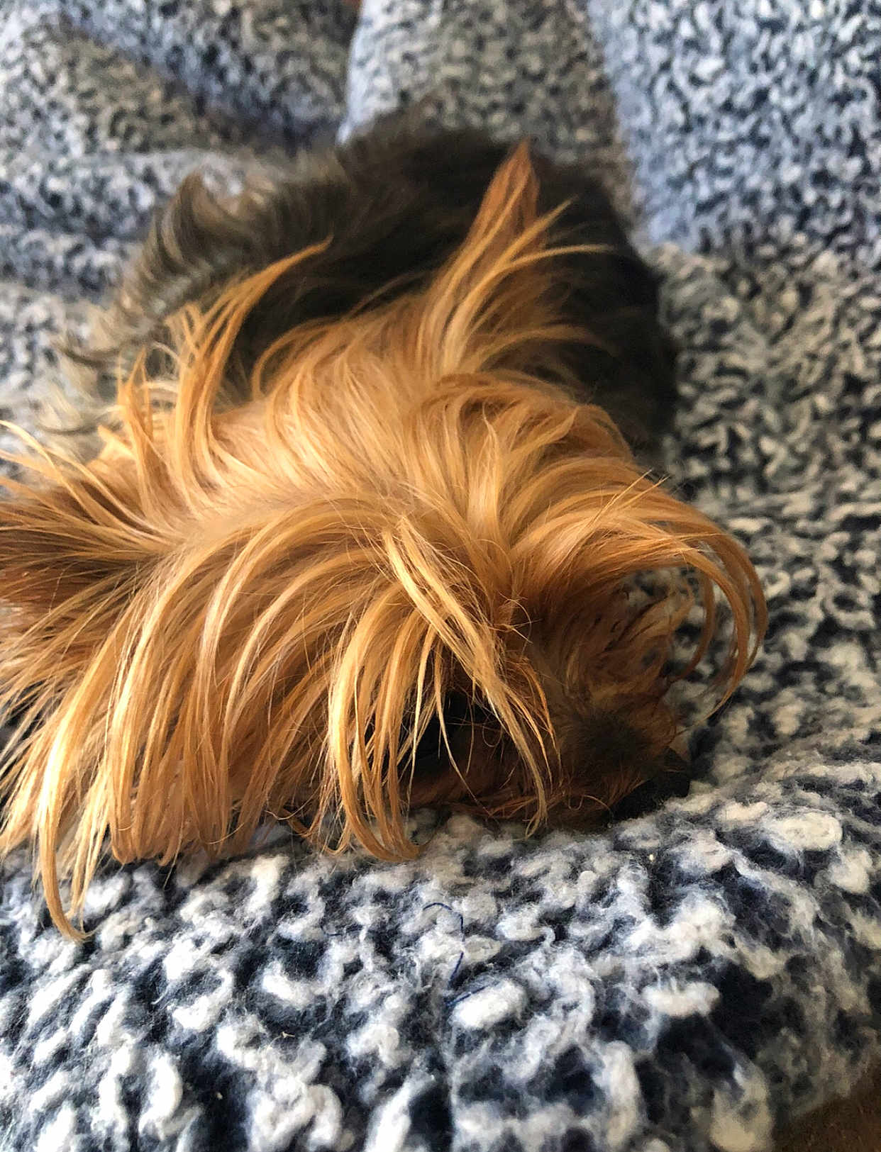 Lexi joined the competition — help win amazing prizes! dog, small_dog, long_hair, resting, blanket, cozy, fur, pet, animal, sleeping, indoor, close_up, texture, brown, black, soft, cute, relaxed, companion, furry