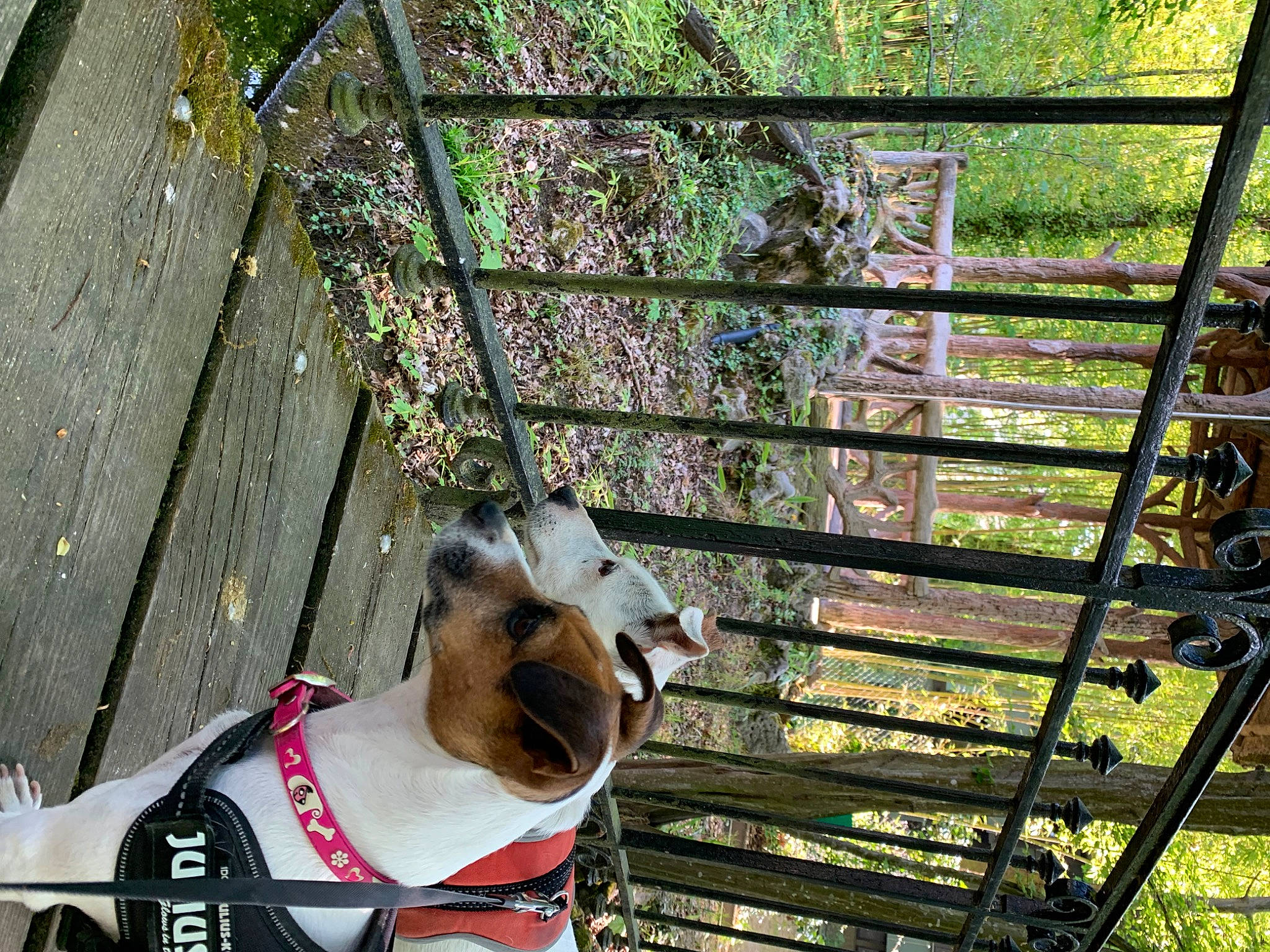 Malis a rejoint le concours — aidez-le/la à gagner de superbes lots ! canidae, carmine, carnivore, companion_dog, dog, dog_breed, fawn, grass, handrail, leash, leisure, line, metal, pet_supply, plant, snout, tail, tree, wood, working_animal