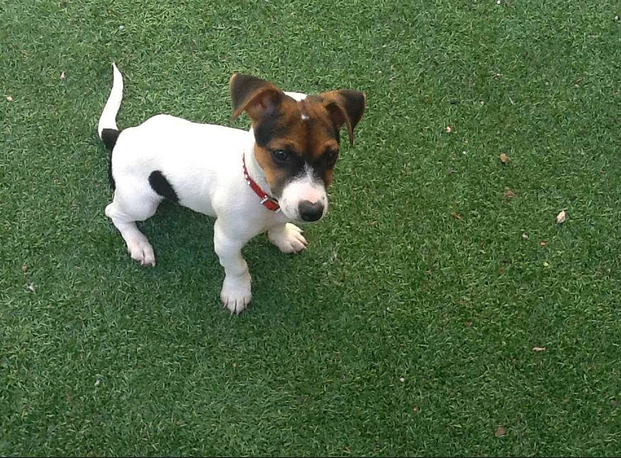 Malis participe au concours pour gagner de l'argent avec cette photo : ancient_dog_breeds, canidae, carnivore, chilean_fox_terrier, collar, companion_dog, dog, dog_breed, fawn, grass, hunting_dog, irishjacks, non_sporting_group, plant, puppy, snout, sporting_group, tail, terrier, working_dog