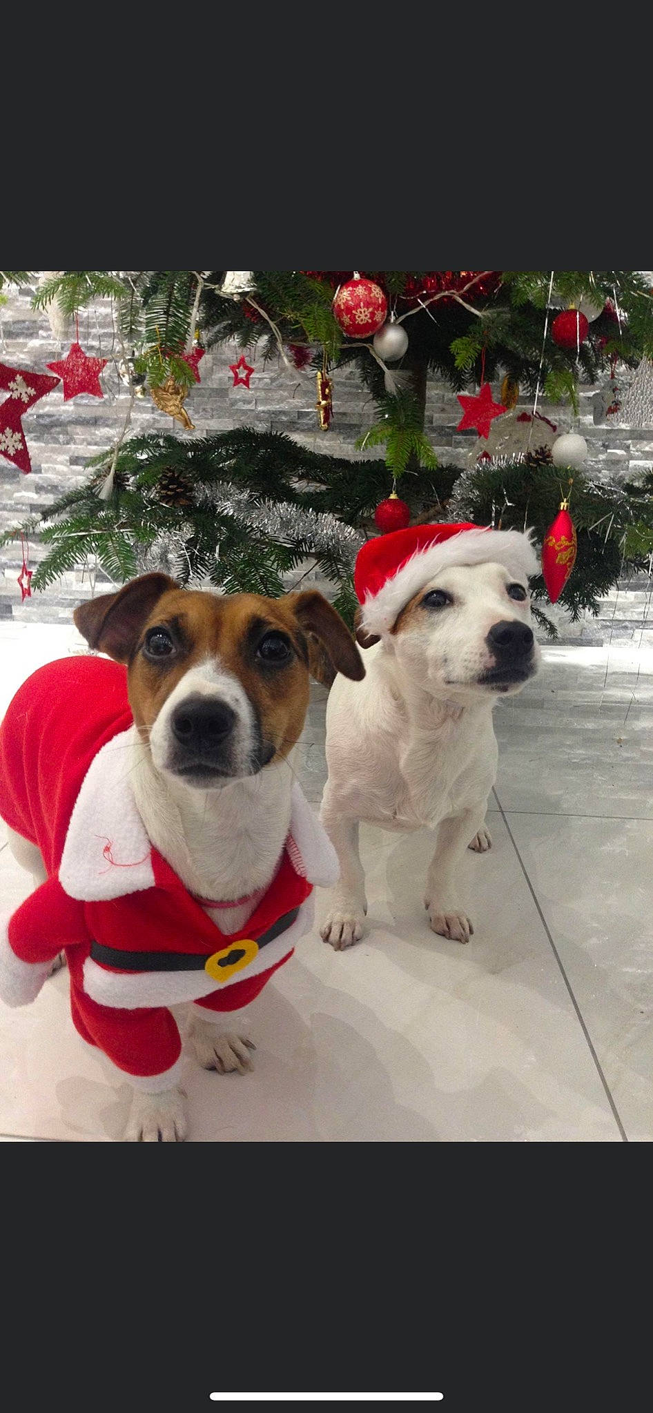 Malis participe au concours pour gagner de l'argent avec cette photo : canidae, carnivore, collar, companion_dog, dog, dog_breed, dog_collar, dog_supply, event, eyewear, fur, pet_supply, plant, snout, snow, sporting_group, sunglasses, tree, white, winter