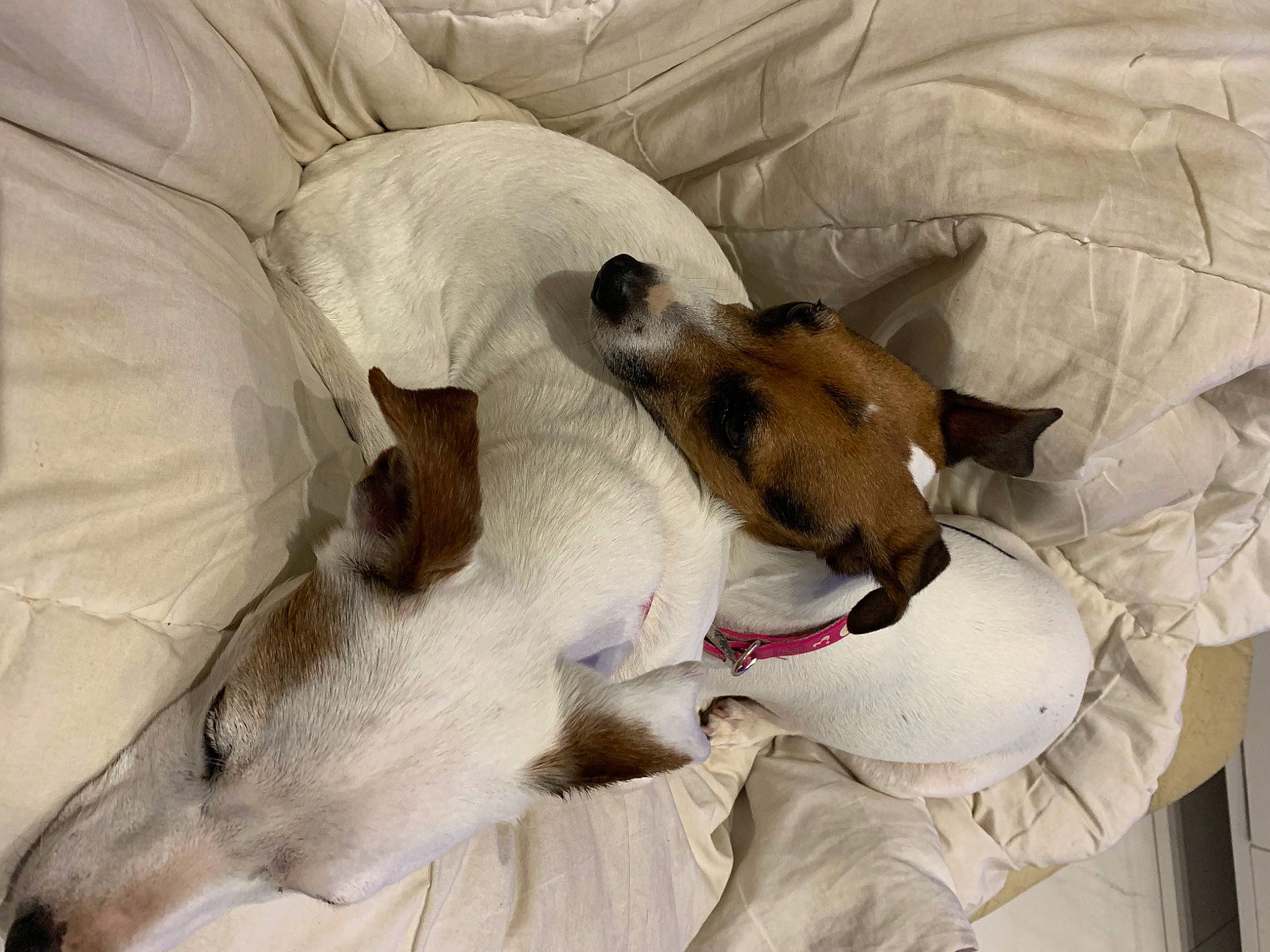 Malis participe au concours pour gagner de l'argent avec cette photo : carnivore, collar, comfort, companion_dog, dog, dog_breed, fawn, fur, linens, non_sporting_group, snout, sporting_group, terrestrial_animal, working_animal