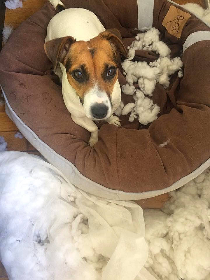 Malis a rejoint le concours — aidez-le/la à gagner de superbes lots ! carnivore, comfort, companion_dog, couch, dog, dog_bed, dog_breed, dog_supply, fur, hound, toy, working_animal