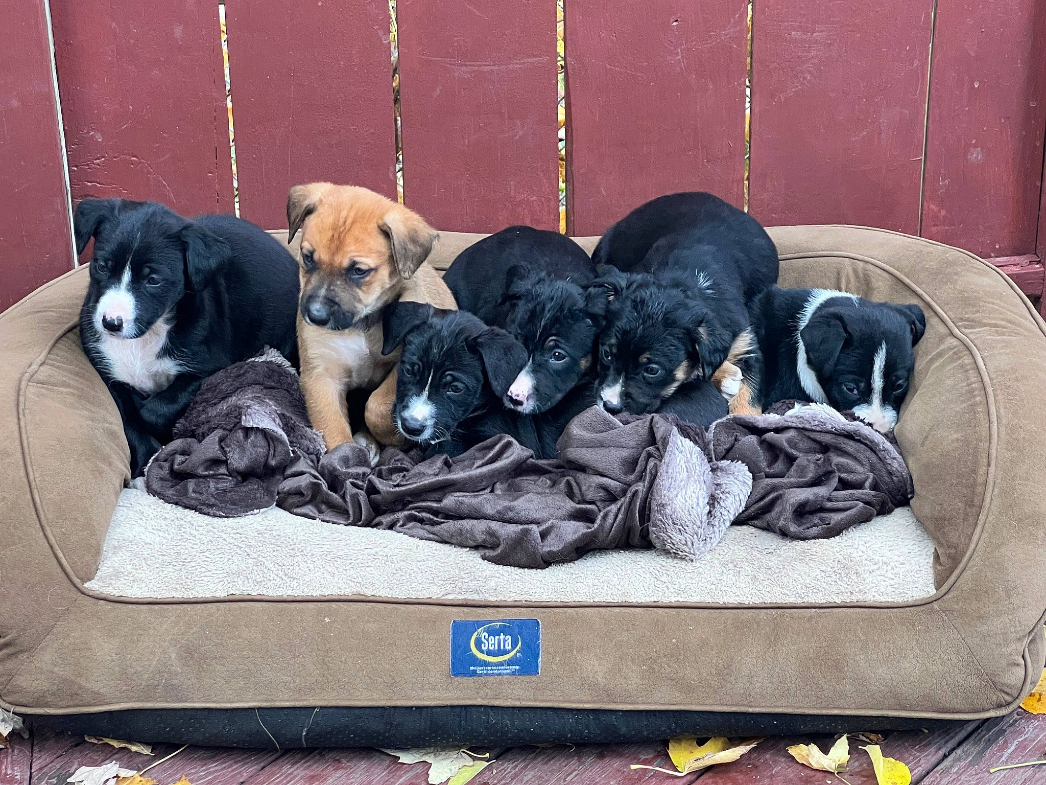 Rommel joined the competition — help win amazing prizes! bag, canidae, carnivore, comfort, companion_dog, dog, dog_bed, dog_breed, dog_supply, fur, guard_dog, non_sporting_group, pet_supply, puppy, sporting_group, studio_couch, tail, working_animal