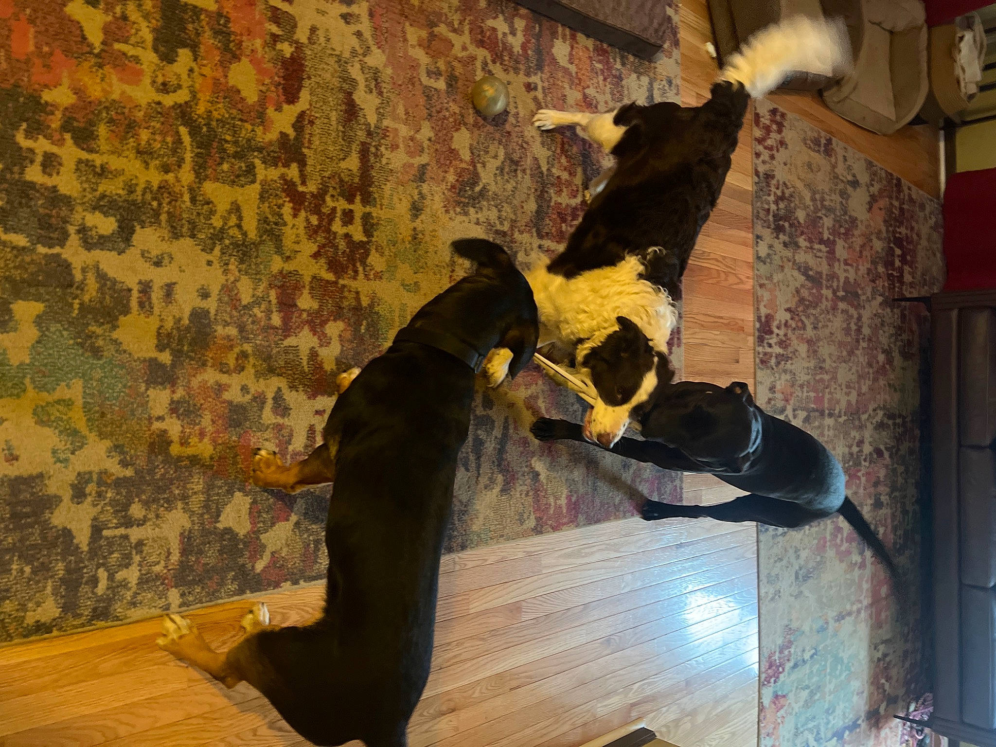 Rommel joined the competition — help win amazing prizes! art, canidae, carnivore, dog, dog_breed, door, facade, fawn, felidae, flooring, fur, guard_dog, hardwood, shadow, sporting_group, tail, tints_and_shades, visual_arts, wood, working_animal