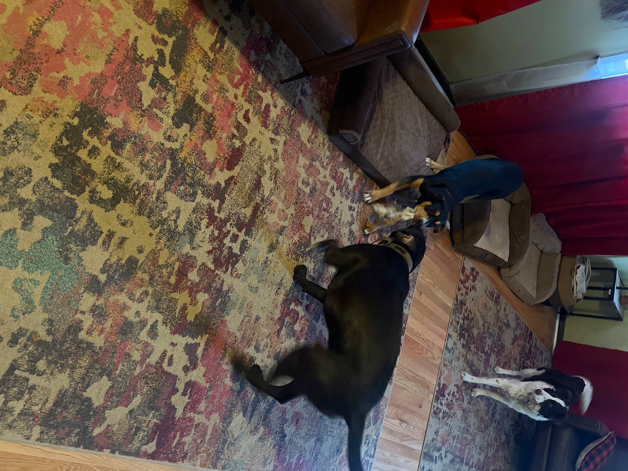 Rommel is registered to the contest to win money with this photo: brown, carnivore, ceiling, comfort, dog, dog_breed, fawn, felidae, floor, flooring, fur, hardwood, pattern, room, small_to_medium_sized_cats, sporting_group, tail, tile, wood, working_animal