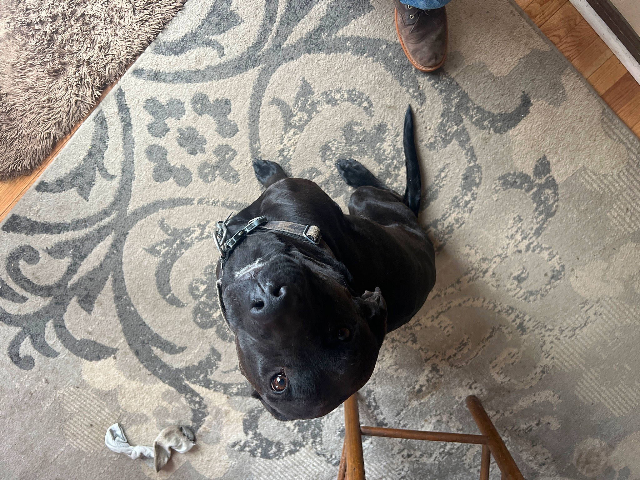 Roof is registered to the contest to win money with this photo: asphalt, blue, carnivore, collar, companion_dog, concrete, dog, dog_breed, dog_collar, fawn, floor, flooring, grey, human_leg, leash, personal_protective_equipment, road_surface, shoe, wood, working_animal